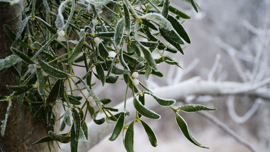 Cold Dipping and Mistletoe Magic: A Refreshing Christmas Tradition